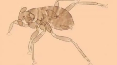 Najúžasnejší hmyz (10 fotografií)